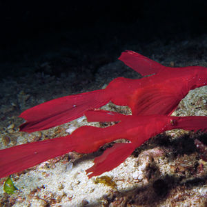 Solenostomus cyanopterus