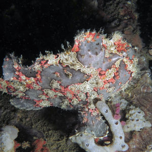 Antennarius commerson