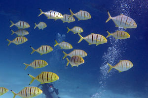 Gnathanodon speciosus