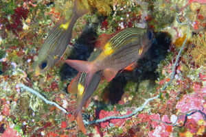 Gnathodentex aureolineatus