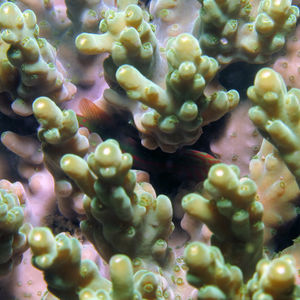 Gobiodon histrio
