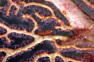 Hamodactylus noumeae