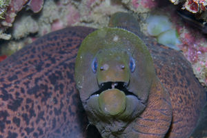 Gymnothorax javanicus