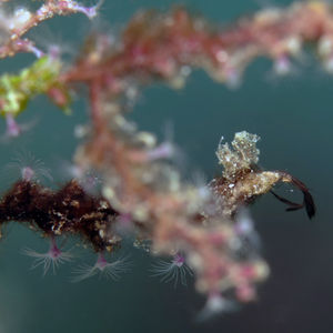 海藻虾