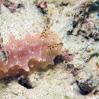 八打雁盘海蛞蝓