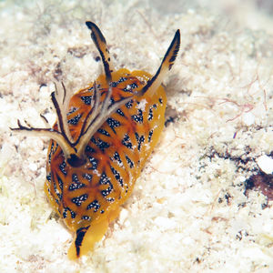 瘤背盘海蛞蝓