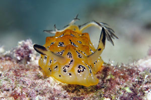 Halgerda indotessellata