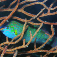 印度洋细条纹海猪鱼