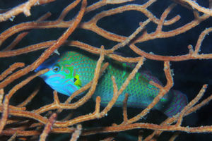 Halichoeres vrolikii