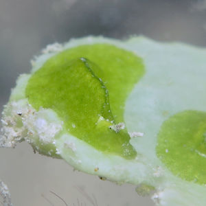 Elysia pusilla