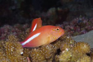 Paracirrhites arcatus