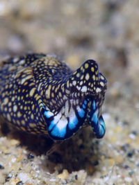 网点美丽海蛞蝓