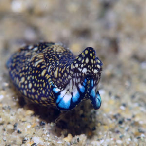 Tubulophilinopsis reticulata