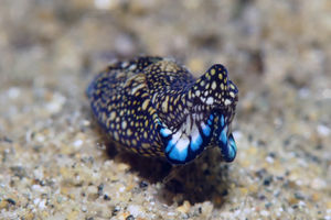 Tubulophilinopsis reticulata