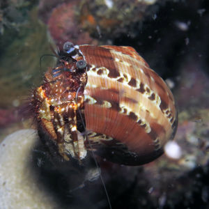 Pagurus hirtimanus