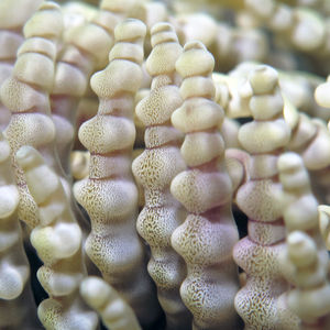 Heteractis aurora