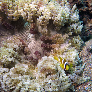 Heteractis aurora