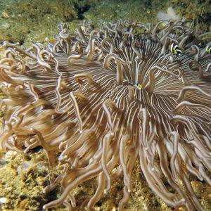 Heteractis doreensis