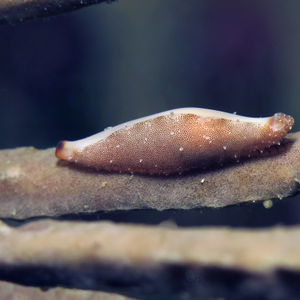 Hiatavolva depressa