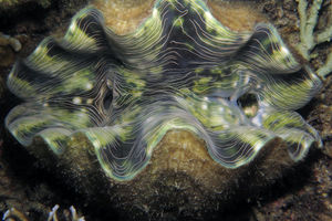 Hippopus porcellanus