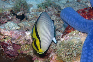 Chaetodon pictus