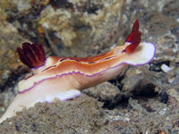 依玛多彩海蛞蝓