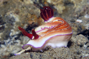 Hypselodoris emma