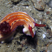 依玛多彩海蛞蝓