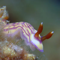 怀特多彩海蛞蝓