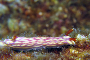 Hypselodoris whitei