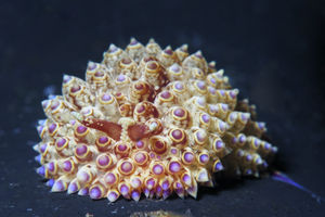 Janolus flavoanulatus