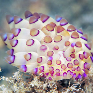 百香果海蛞蝓