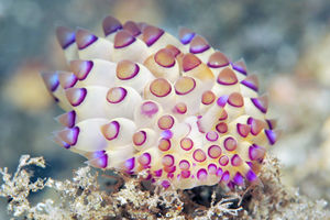 Janolus tricellariodes