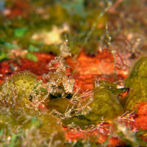 Hippocampus japapigu