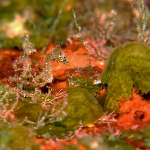 Hippocampus japapigu