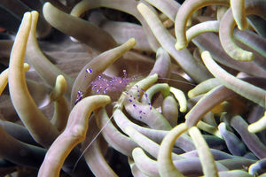 Ancylomenes sarasvati