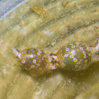 卵形长葡萄海蛞蝓