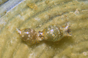 Lamprohaminoea ovalis