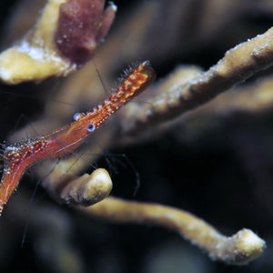Leander plumosus