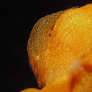 Izucaris masudai