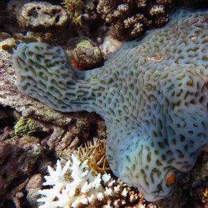 Lissoclinum patella