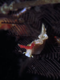 未被描述的海蛞蝓