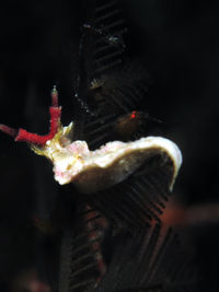 未被描述的海蛞蝓