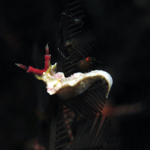 Lomanotus