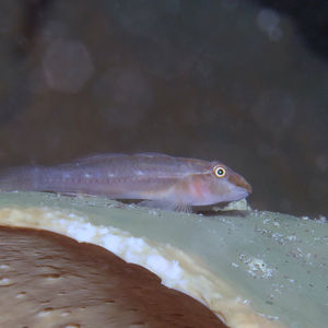 Luposicya lupus
