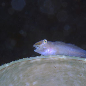 Luposicya lupus