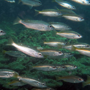 Lutjanus biguttatus