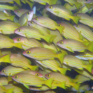 Lutjanus rufolineatus