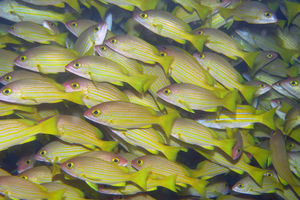 Lutjanus rufolineatus