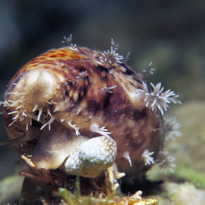 Lyncina lynx